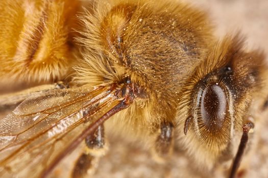 Eye and wing of a working bee extreme macro close up