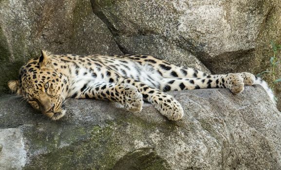 A tired amur leopard resting on a rock.
