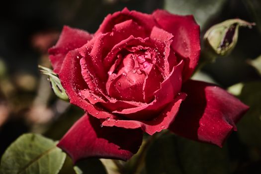 Colorful rose with juicy raindrops on it