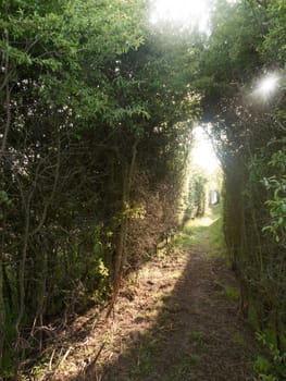 a pathway through a meadow with tree archway wonderful journey walking through country spring and summer natural light heaven wonder heavenly nature