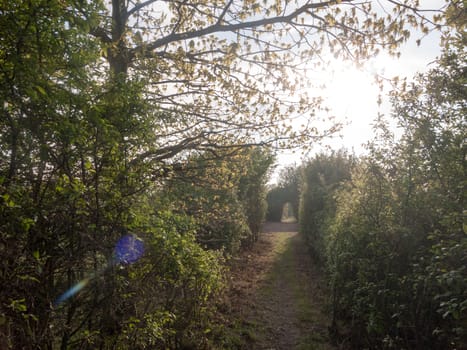 a pathway through a meadow with tree archway wonderful journey walking through country spring and summer natural light heaven wonder heavenly nature