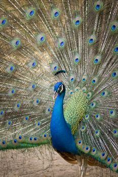 Image of a peacock showing its beautiful feathers. wild animals.