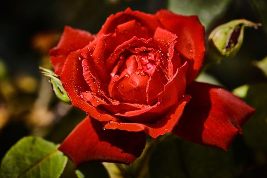 Colorful rose with juicy raindrops on it