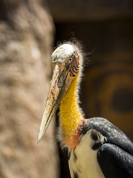 Image of a Lesser adjutant stork. wild animals.