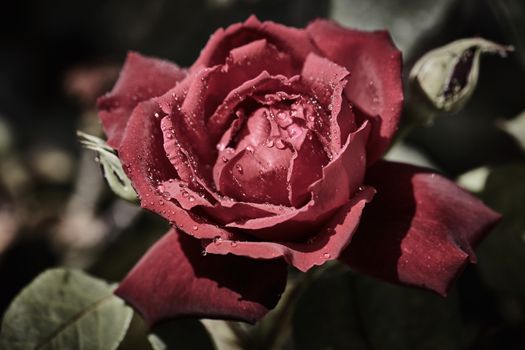 Colorful rose with juicy raindrops on it