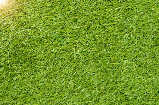 Green grass background texture