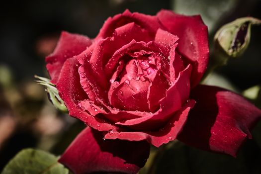 Colorful rose with juicy raindrops on it