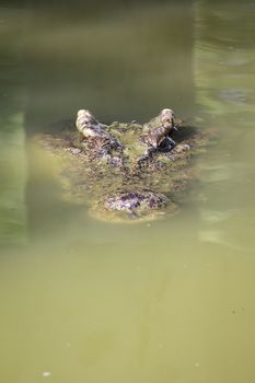 Image of a crocodile head in the water. Reptile Animals.