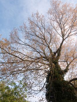 a massive tree point of view bottom taken outside in spring growing towering large in nature gorgeous growing