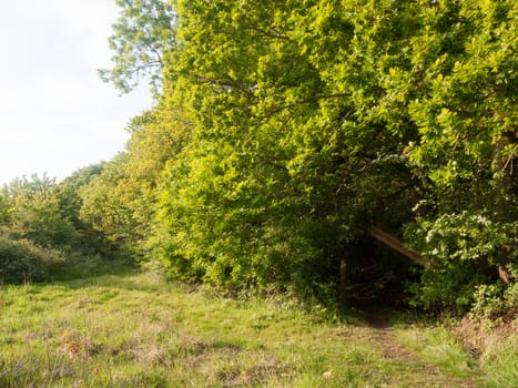 a lush archway of trees leading to a pathway through for walking in the country meadow in peace serene light