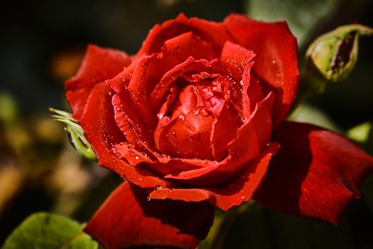 Colorful rose with juicy raindrops on it