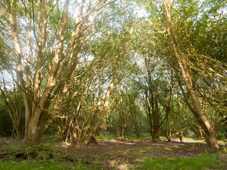inside a forest on a sunny day at peace and tranquility with tree tops point of view from the ground lush