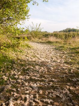 a pathway of pretty fallen fluff from trees heavenly and wedding like coronation stunning spring light