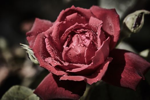 Colorful rose with juicy raindrops on it