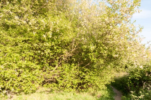 a wonderful spring scene of serene beauty pathway to walk through in the country wild light