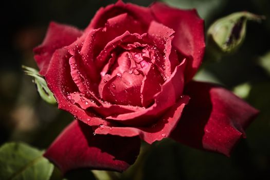 Colorful rose with juicy raindrops on it