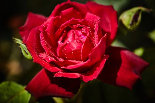 Colorful rose with juicy raindrops on it