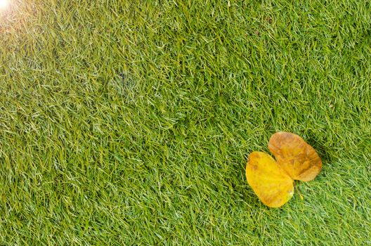 Background and Textured, Yellow Leaves Laying on Fresh Spring Green Grass Textured