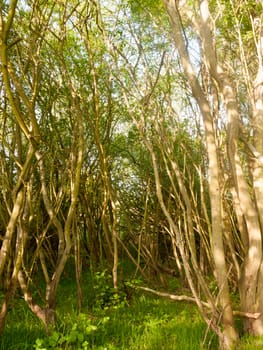 stunning lush trees inside a forest in nature with no people around and peaceful tranquility