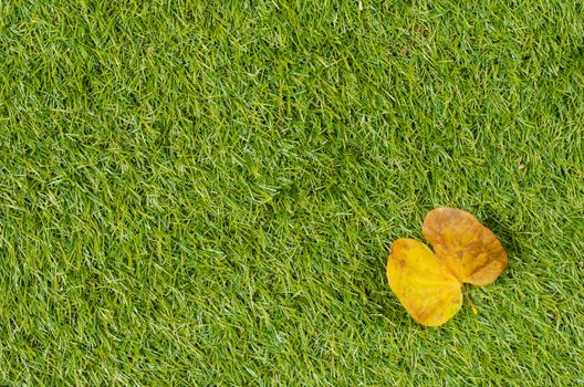 Background and Textured, Yellow Leaves Laying on Fresh Spring Green Grass Textured