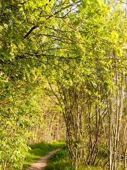 stunning lush trees inside a forest in nature with no people around and peaceful tranquility with a pathway through to walk and ramble or stroll
