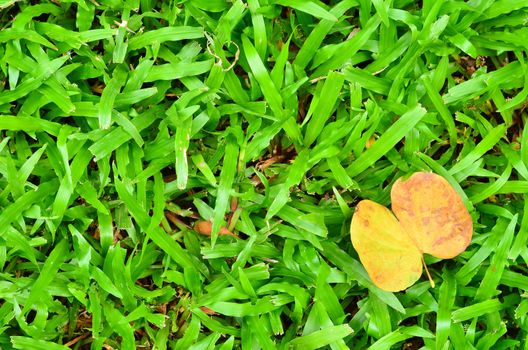 Background and Textured, Yellow Leaves Laying on Fresh Spring Green Grass Textured