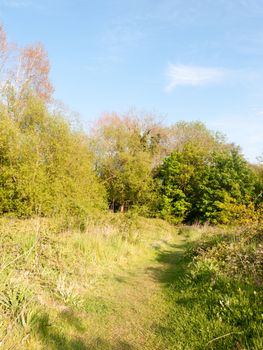 lush green verdure and foliage outside in spring walking meadow for peaceful being and natural connection spiritual
