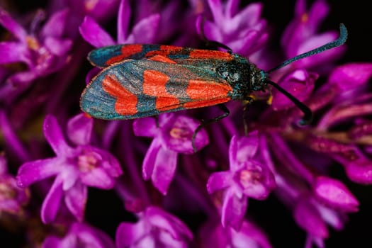 Zygaenidae insect on a flower macro photo