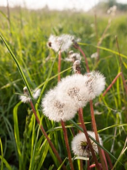 white peaceful and serene dandelion heads swaying in the outside field wind in spring light with beauty spiritual and soothing nature