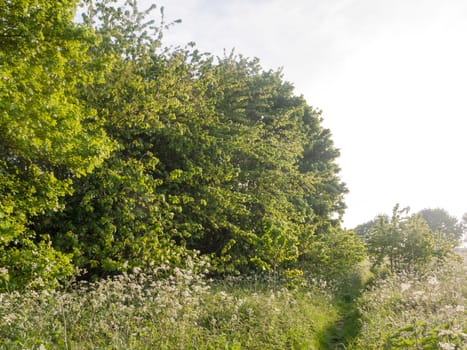 a lush natural environment outside in the meadow and peaceful and happy in nature with green spring light vibrance