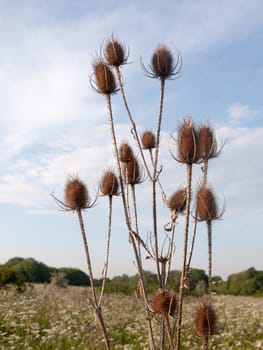 brown bulrush heads spiked outside in the meadow with cow parsley background peaceful and gorgeous swaying natural