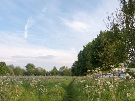 a nice path walkway through a countryside meadow with trees and cow parsley peaceful and lush stunning