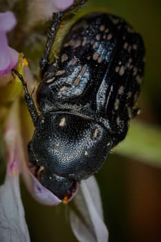 Scarabaeidae Cetoniine small flower eating bug macro