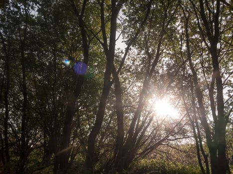 sun poking through trees inside a forest stunning and lush creating a powerful scene of nature that is peaceful moving and emotional amazing