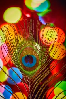 Peacock feather with a colorful background macro 