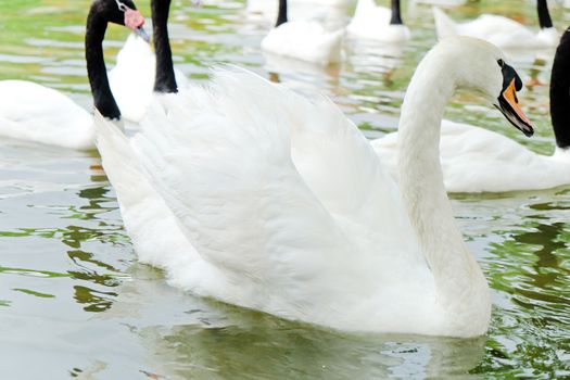 Swan in the lake