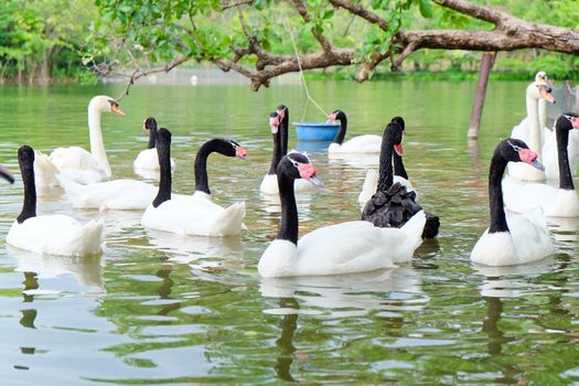 Swan in the lake