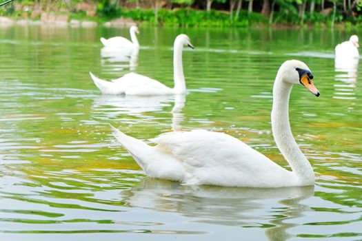 Swan in the lake