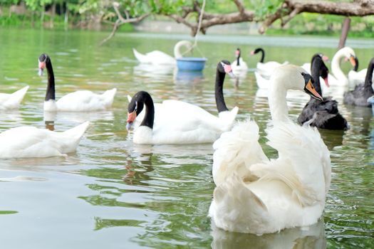 Swan in the lake