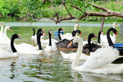 Swan in the lake