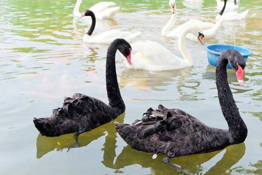 Swan in the lake