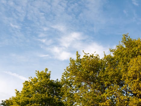 a lush green peaceful skyline of tree tops and a nice backdrop sky scene of blues and white streaked clouds nature and beauty that is clean