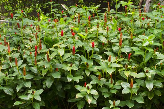 Songkhla head or ginger Costus speciosus in the south of Thailand