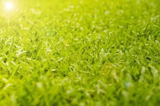 Abstract natural backgrounds grass blur