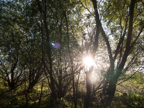 sun poking through trees inside a forest stunning and lush creating a powerful scene of nature that is peaceful moving and emotional amazing