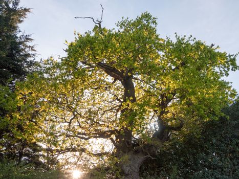 the sun poking through an oak tree outside on edge of country with plenty of serene beauty that is amazingly fresh and stunning nature