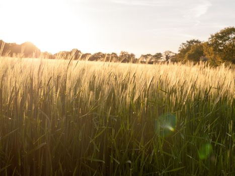 beautiful crop fields closing up in the setting sunlight over the tops of them creating a wonderful and stunning golden glow that is moving and wonderful