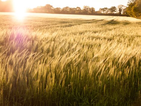 beautiful crop fields closing up in the setting sunlight over the tops of them creating a wonderful and stunning golden glow that is moving and wonderful