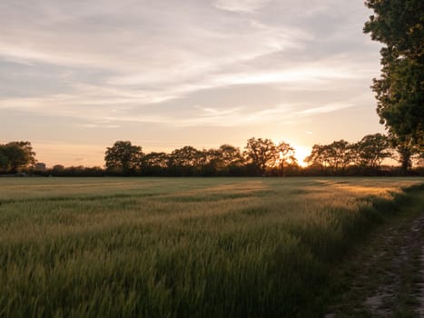 a sunset scene outside in a farm field of green crop and a golden hue and wonderful vibrant colours that are serene natural and peacefully stunning
