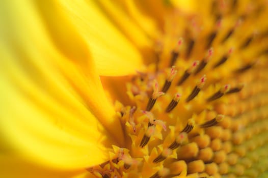 flowers as a colorful background, macro photo, nature series